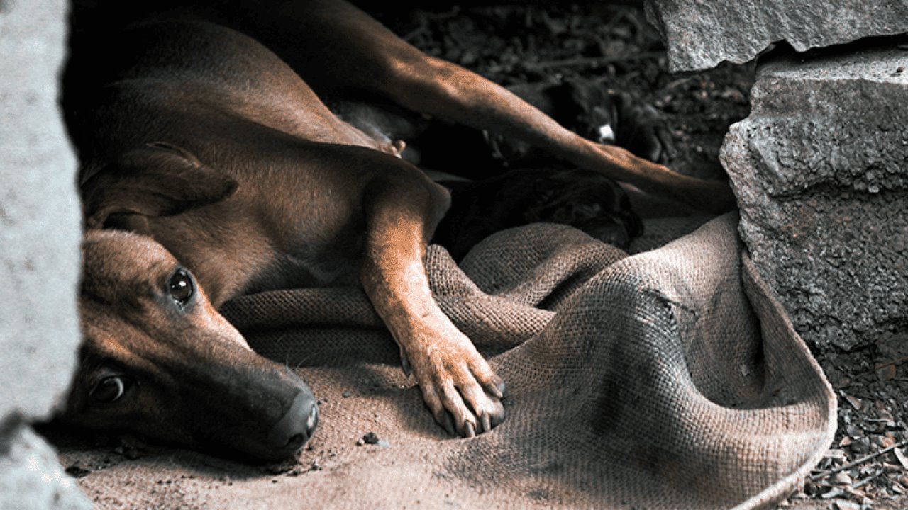 Rescatan a perro de maltrato animal; lo dejaron expuesto a altas temperaturas