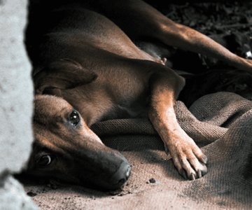 Rescatan a perro de maltrato animal; lo dejaron expuesto a altas temperaturas