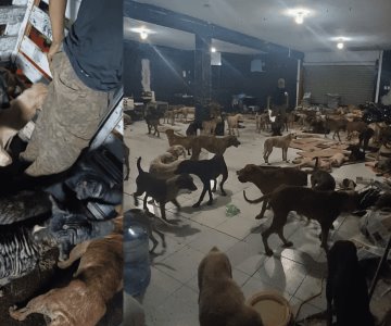 ¡Héroes! Rescatan a más de 200 perritos por huracán Beryl en Quintana Roo