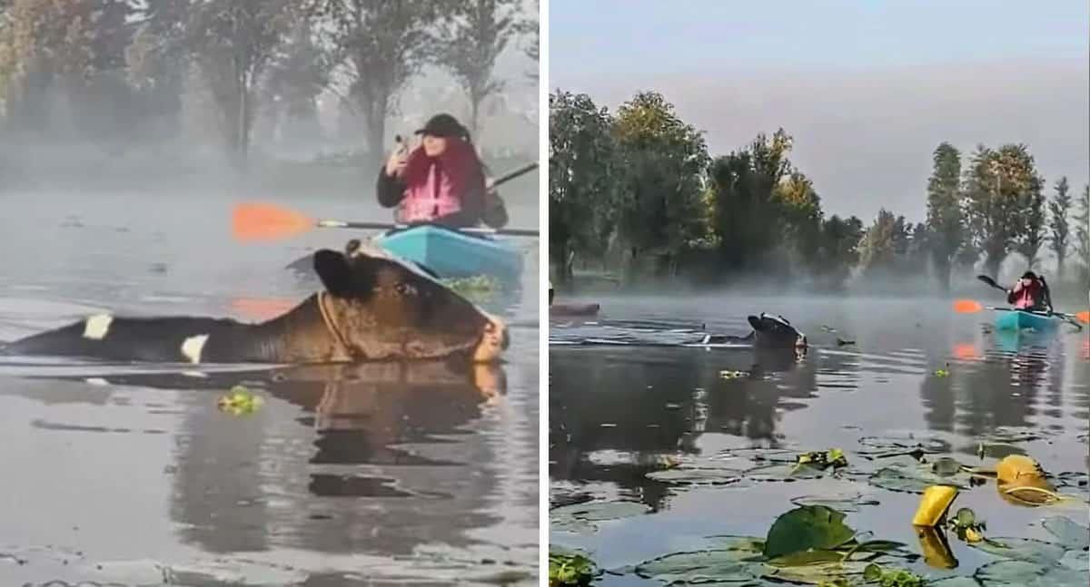 Vacas nadadoras en Xochimilco enamoran el internet