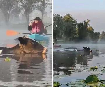 Vacas nadadoras en Xochimilco enamoran el internet