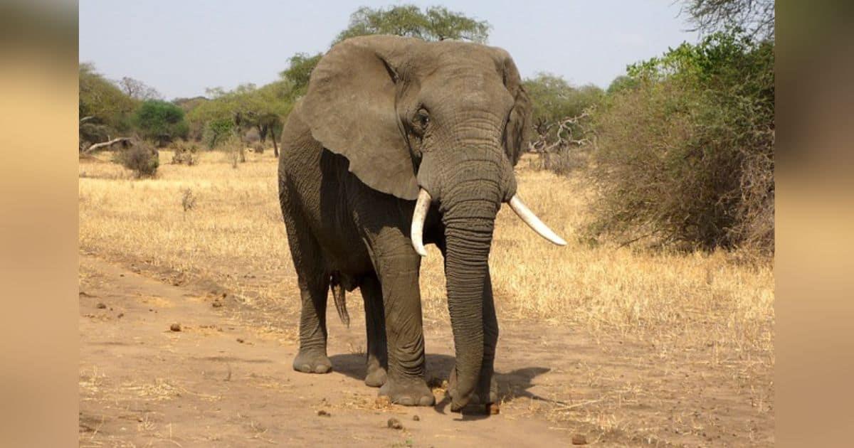 Turista muere aplastado por un elefante cuando intentaba tomarle una foto