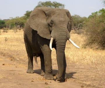 Turista muere aplastado por un elefante cuando intentaba tomarle una foto