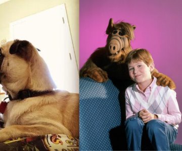 Fallecen el protagonista de Alf, Benji Gregory, y su perro de servicio