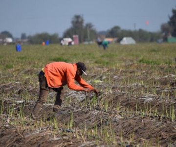 Sonora es líder nacional en producción de espárrago con el 91.5%