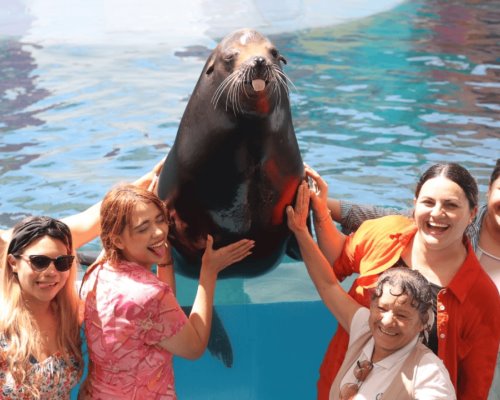 Delfinario Sonora ofrece diversión, terapias y espectáculos educativos