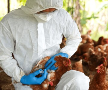 OPS afirma que el riesgo de influenza aviar es bajo