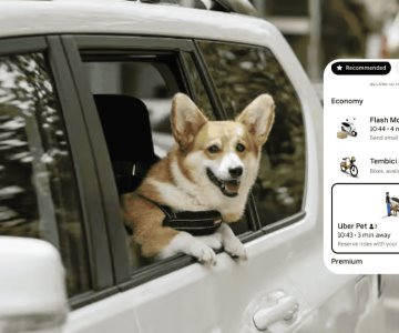 Llega Uber Pet a México; ya podrás viajar con tu perro o gato