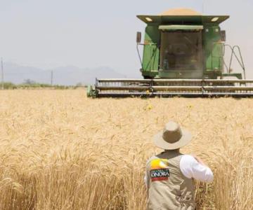 Producción de trigo en Sonora disminuye por caída de precios