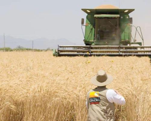 Producción de trigo en Sonora disminuye por caída de precios
