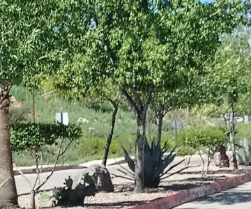 Grupo México dona más de 30 mil árboles a Nogales para reforestación