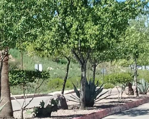 Grupo México dona más de 30 mil árboles a Nogales para reforestación