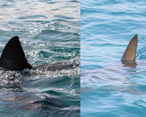 Detectan rastros de cocaína en tiburones