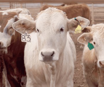 Recupera Sonora la producción de ganado tras sequía: Inegi