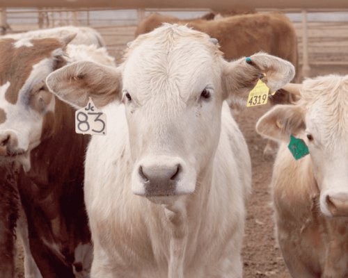 Recupera Sonora la producción de ganado tras sequía: Inegi
