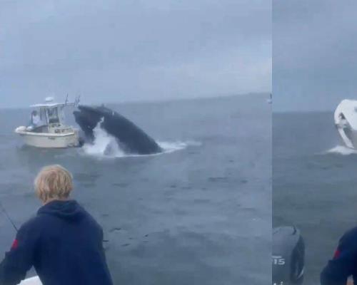 Captan ataque de ballena en New Hampshire; embistió y hundió un bote