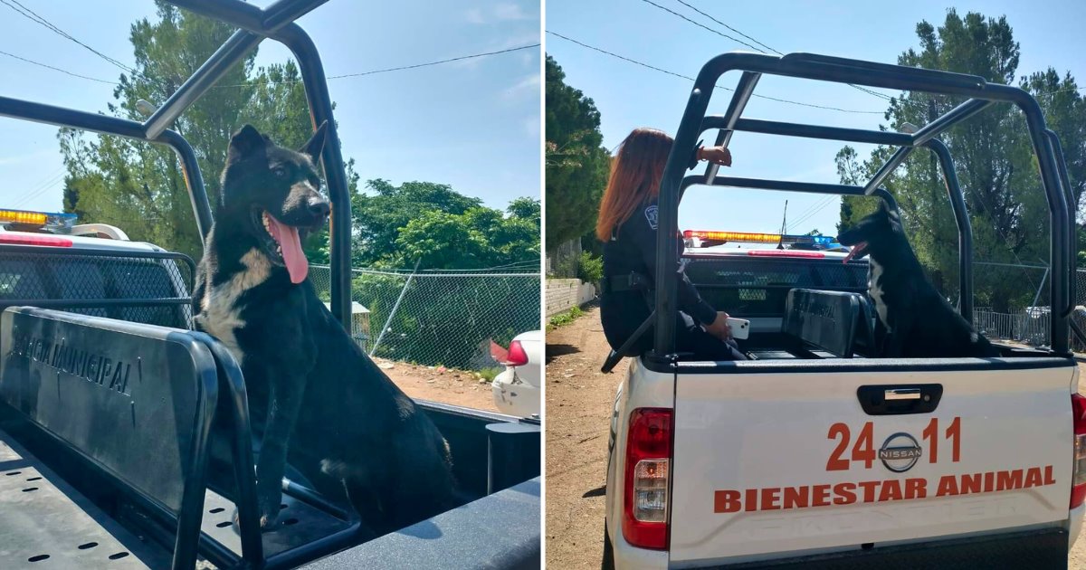 Rayito: perrito rescatado por bomberos de Nogales, busca a sus dueños