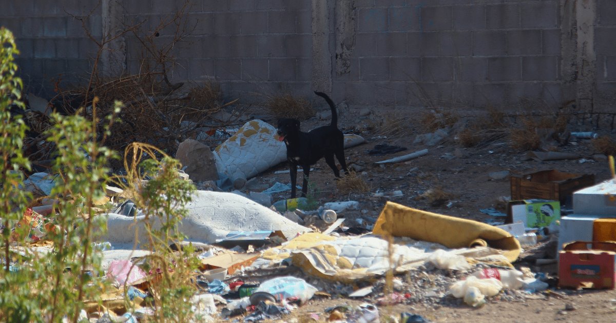 Retiran 10 mil toneladas de basura en Hermosillo