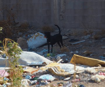 Retiran 10 mil toneladas de basura en Hermosillo