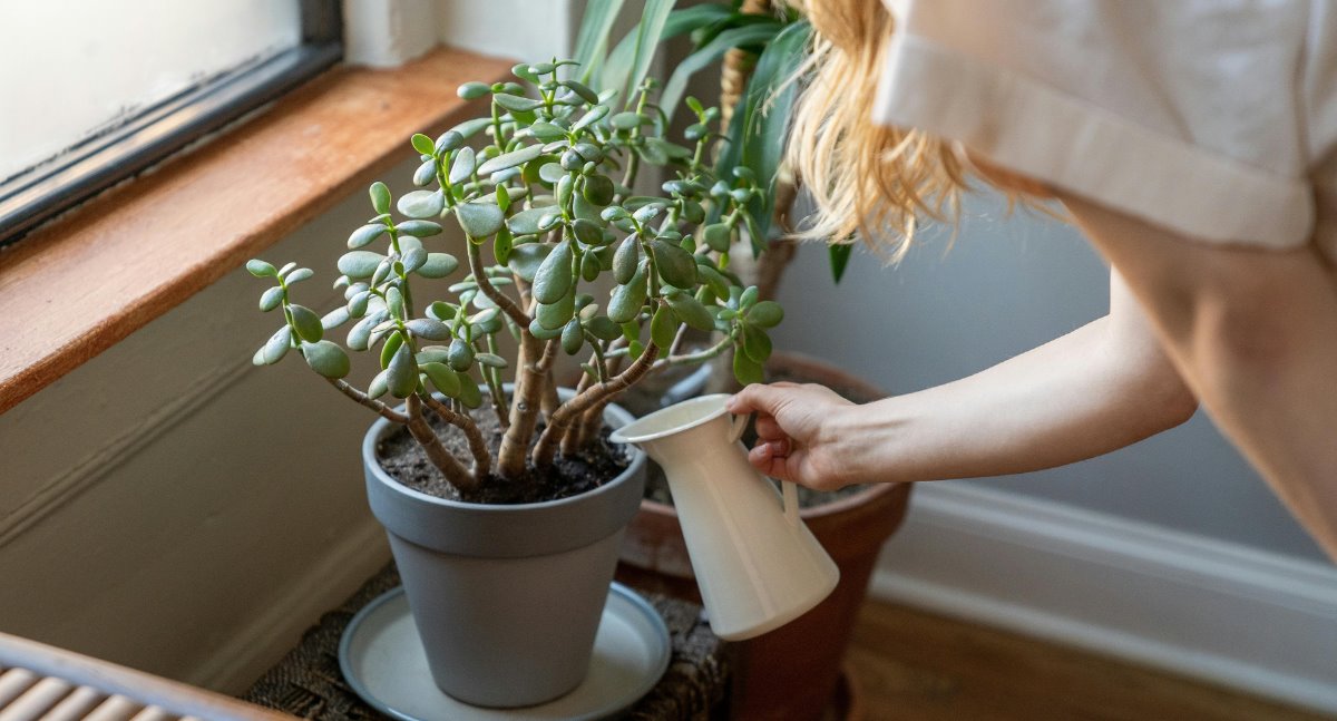 ¿Por qué se mueren tus plantas? Descúbrelo aquí