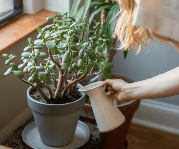 ¿Por qué se mueren tus plantas? Descúbrelo aquí