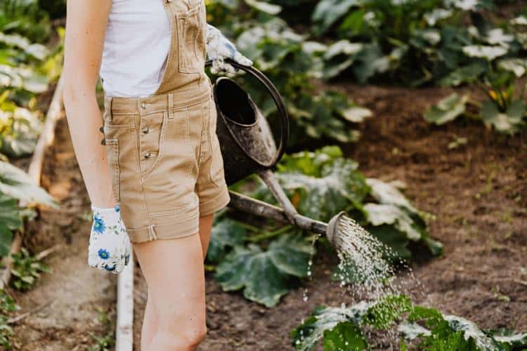 ¿Por qué se mueren tus plantas? Descúbrelo aquí