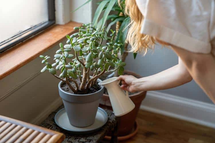 ¿Por qué se mueren tus plantas? Descúbrelo aquí