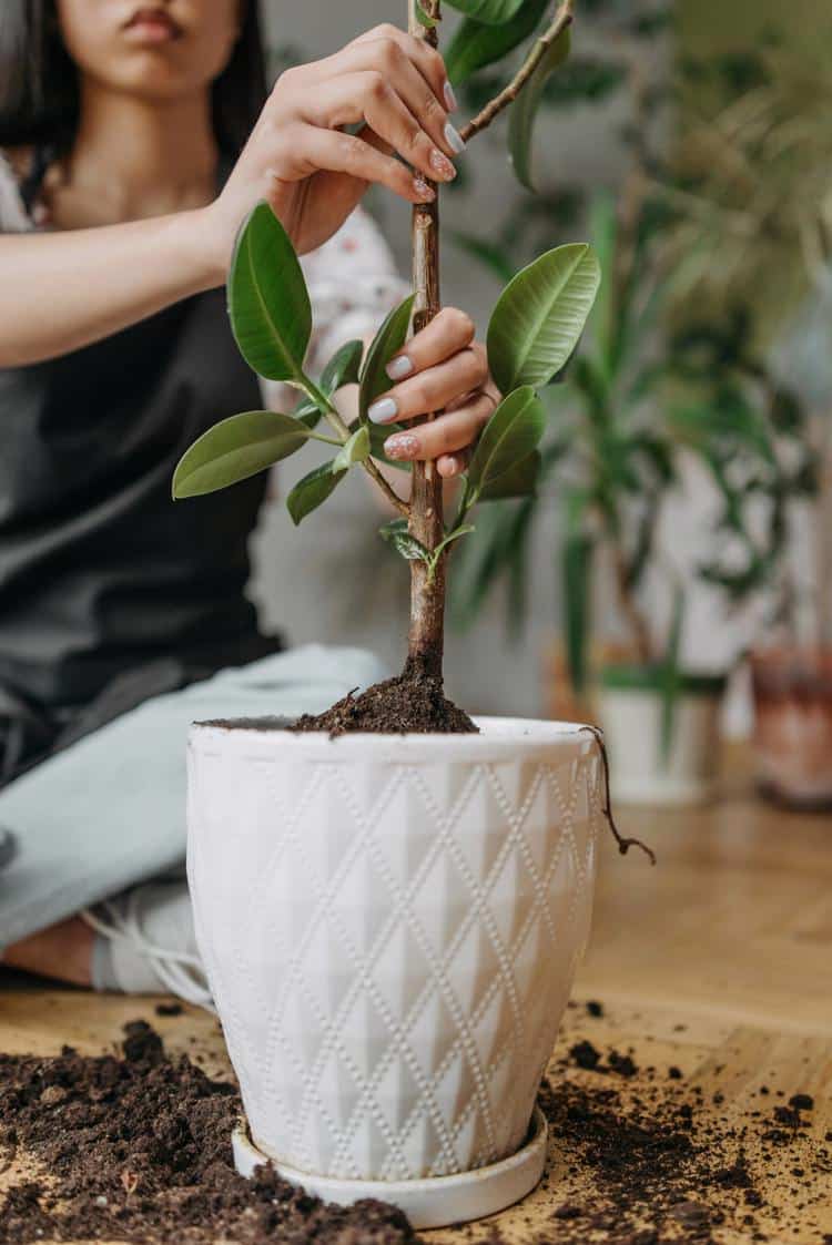 ¿Por qué se mueren tus plantas? Descúbrelo aquí