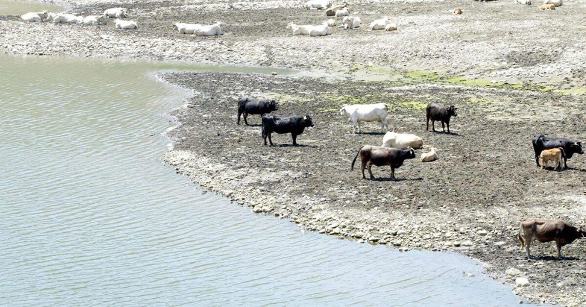 Beneficiosas lluvias en Sonora brindan respiro al sector ganadero