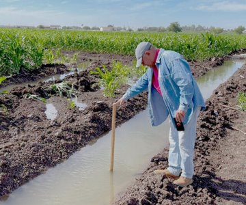 Escasez de agua en Sonora pone en riesgo la producción agrícola