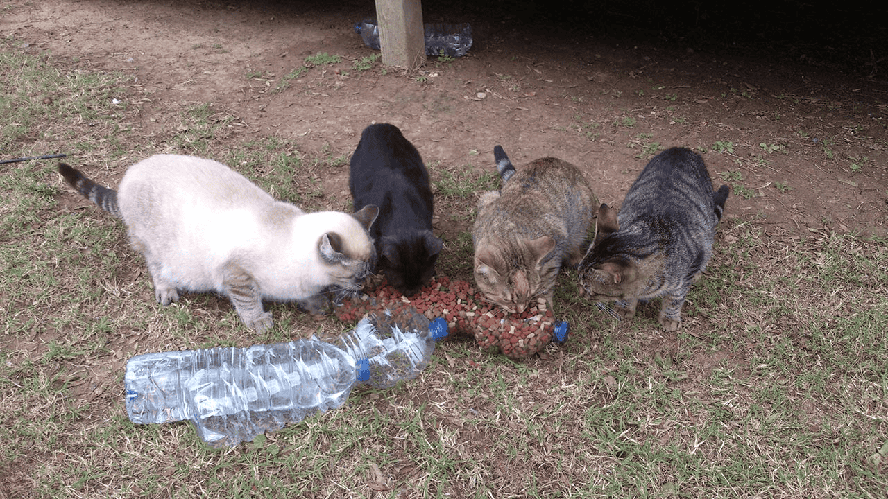 Investigarán muerte de 8 gatos en colonia Ley 57