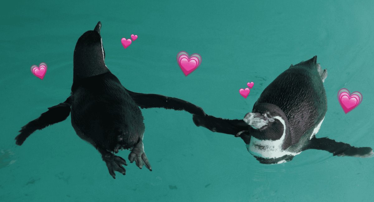 El amor está en el aire… esperan nuevas crías de pingüinos en Mazatlán