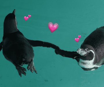 El amor está en el aire… esperan nuevas crías de pingüinos en Mazatlán