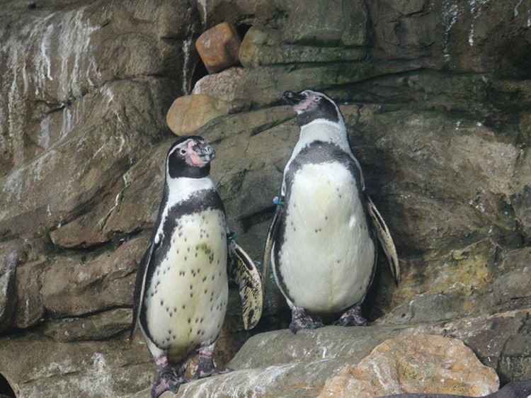 El amor está en el aire… esperan nuevas crías de pingüinos en Mazatlán