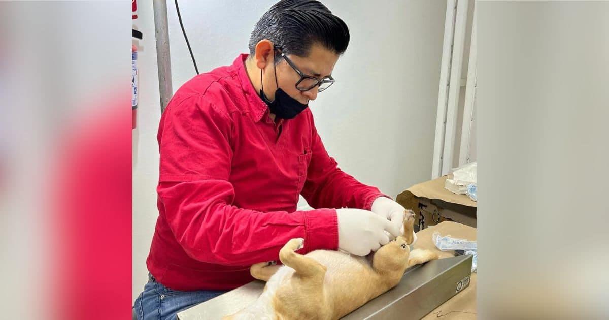 Retomarán jornadas de esterilización para perros y gatos en Hermosillo