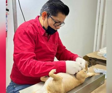 Retomarán jornadas de esterilización para perros y gatos en Hermosillo