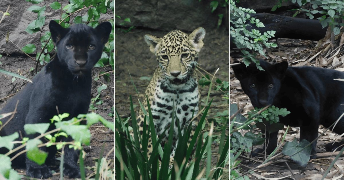 Crías de jaguar nacidas en Chapultepec ya tienen nombre