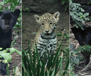 Crías de jaguar nacidas en Chapultepec ya tienen nombre