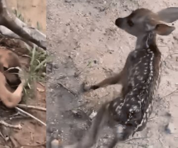 Piden no acercarse a crías de venado en el Cerro del Bachoco