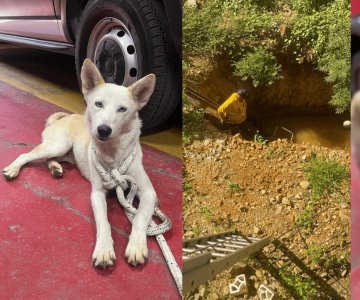 Bomberos rescatan a perrita de morir ahogada y le brindan un hogar