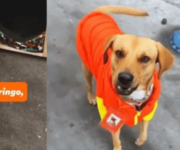 ¡Héroe de cuatro patas! Perrito frustra asalto en gasolinera