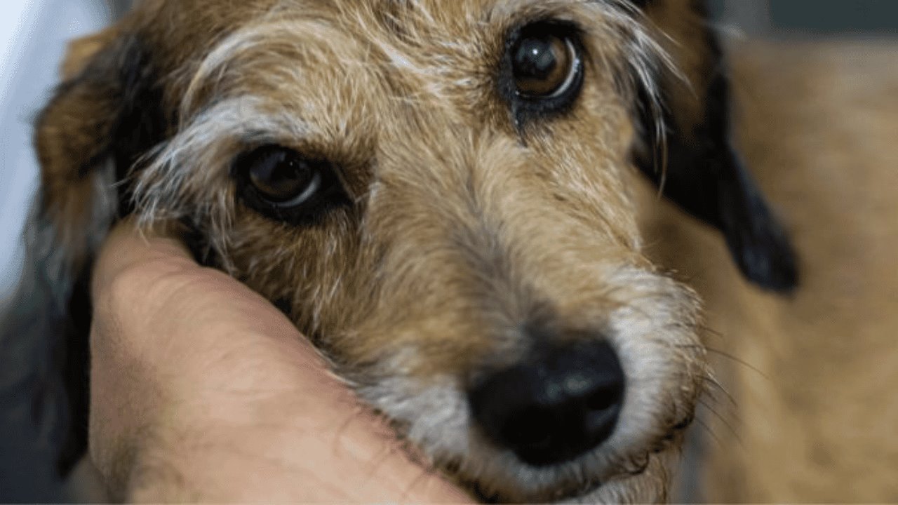 Hombre le quita la vida a un perro a pedradas