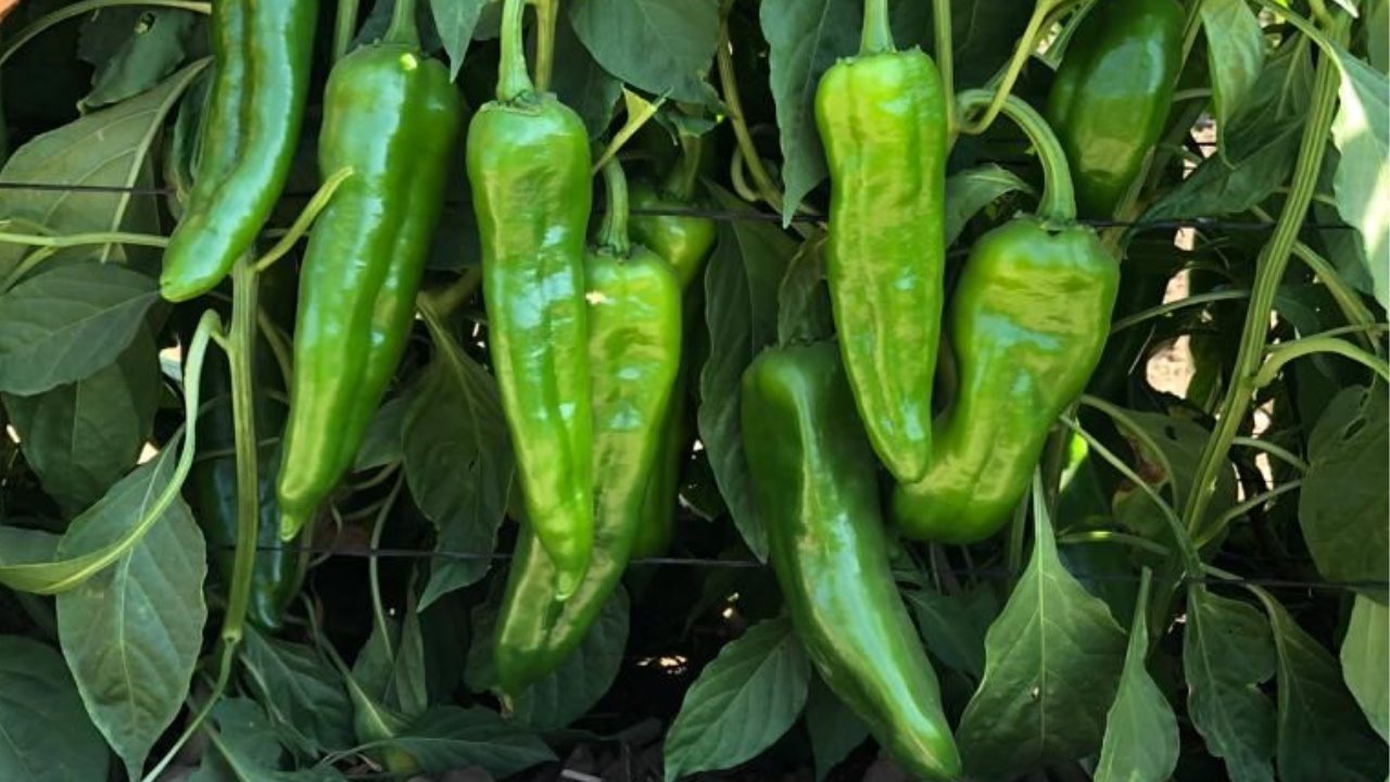 Cae 20% cosecha de chile verde en el estado