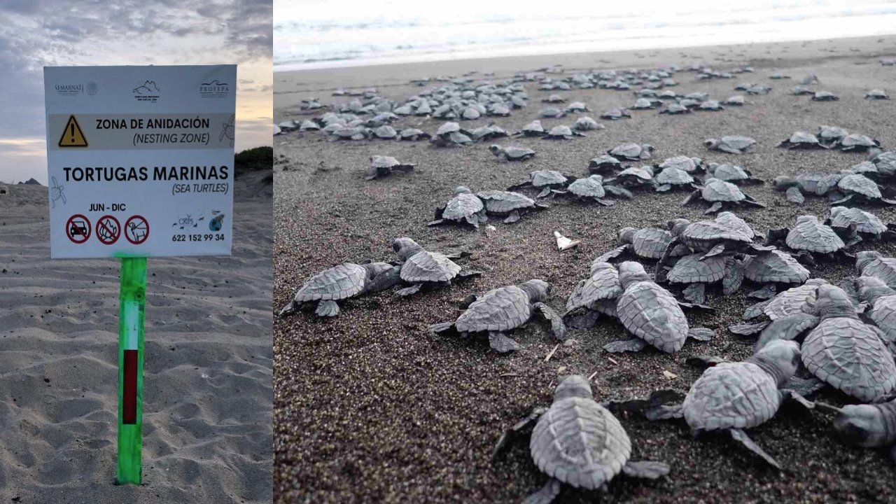 Piden respetar a las tortugas que salen a anidar en San Carlos