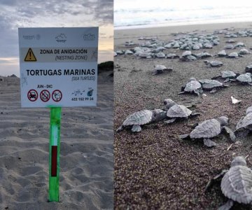 Piden respetar a las tortugas que salen a anidar en San Carlos