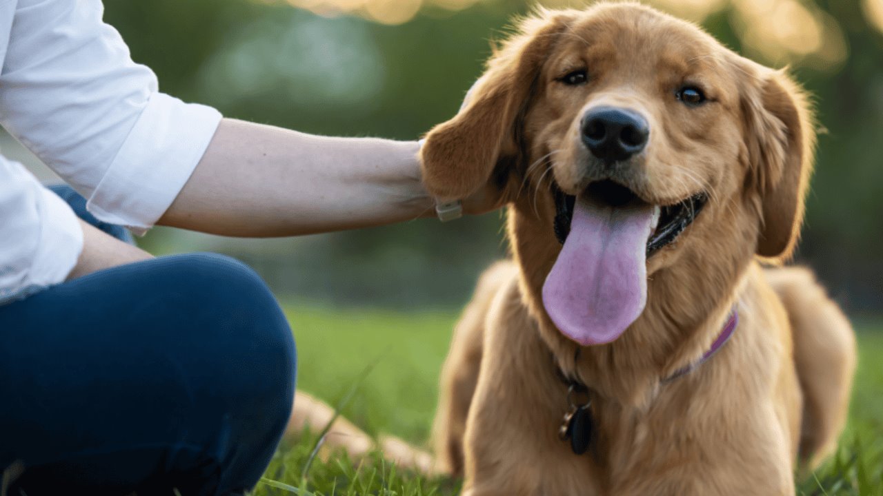 Consejos para educar a un perro y lograr un vínculo sano con tu mascota