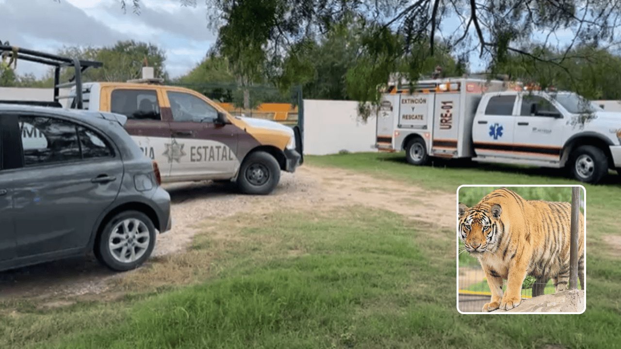 Tamaulipas alerta a Estados Unidos por tigre que escapó de zoológico