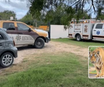 Tamaulipas alerta a Estados Unidos por tigre que escapó de zoológico