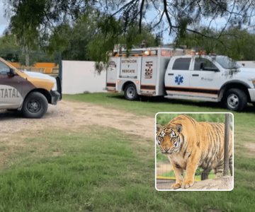 Tigre se escapa de zoológico en Reynosa