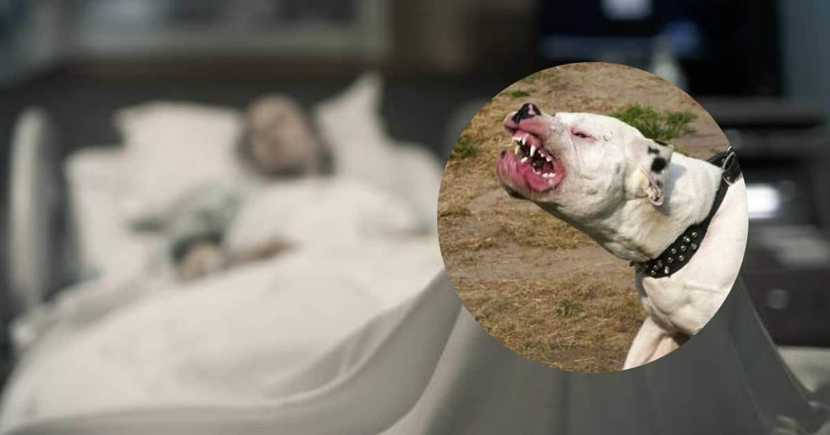 Maratonista es atacada por tres perros pitbull; podría perder ambos brazos